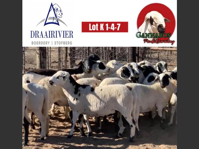 Commercial Ewes | Draairivier Boerdery