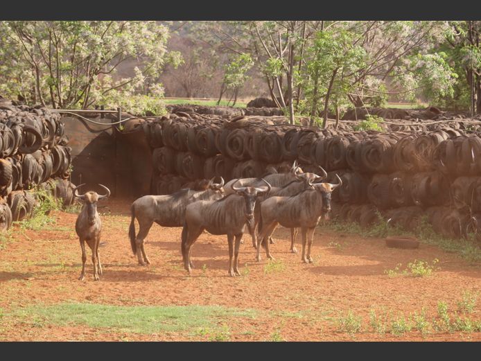 Blouwildebeeste