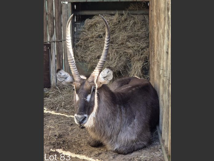 WATERBOK | SCHALK VAN ZYL