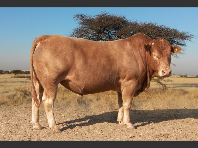 CHK240010 | A.J. KRIEL