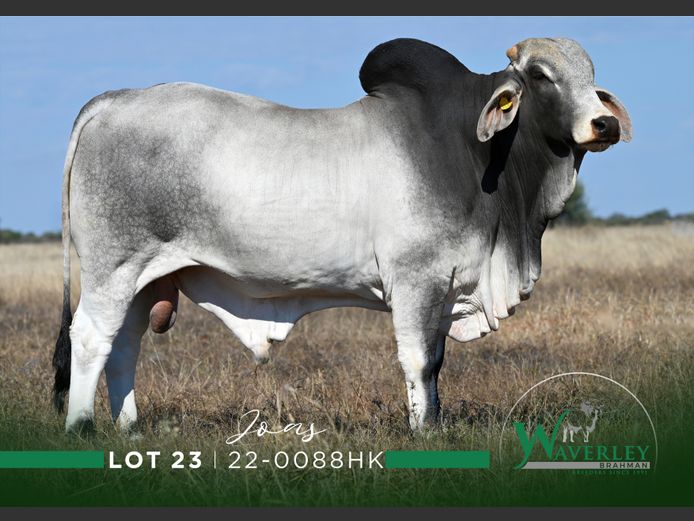 22-0088HK | WAVERLEY BRAHMAN