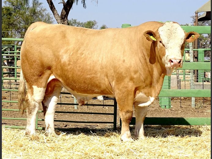 GV2313 | VOIGTLAND SIMMENTALER