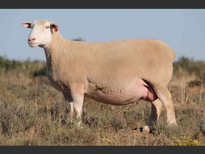 DZ230350 | 2 STEYNS BOERDERY