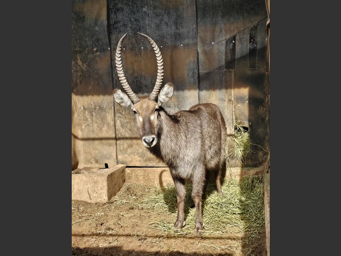 WATERBUCK | INGILOZI