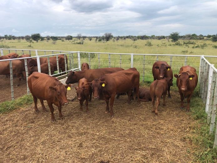 Kommersële Vroulike Diere