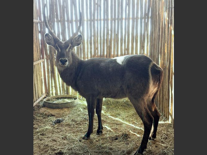 Waterbok Bul