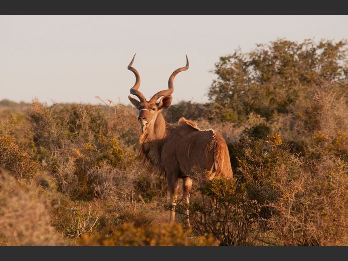 Kudu Bulls | SANParks - Mokala National Park