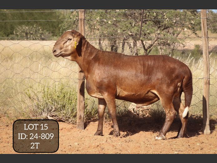 24-809  | MAKKA LOUWRENS MEATMASTERS