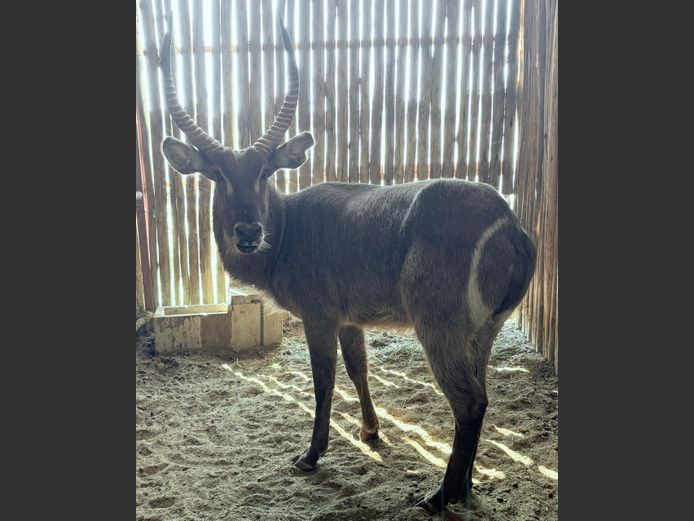 Waterbok Bul