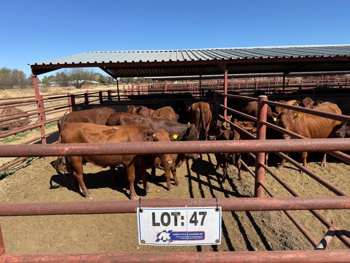 Commercial Animals | Mac Farms