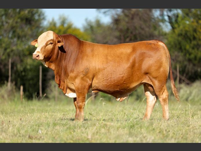 DM231153 | KAMAB SIMBRA