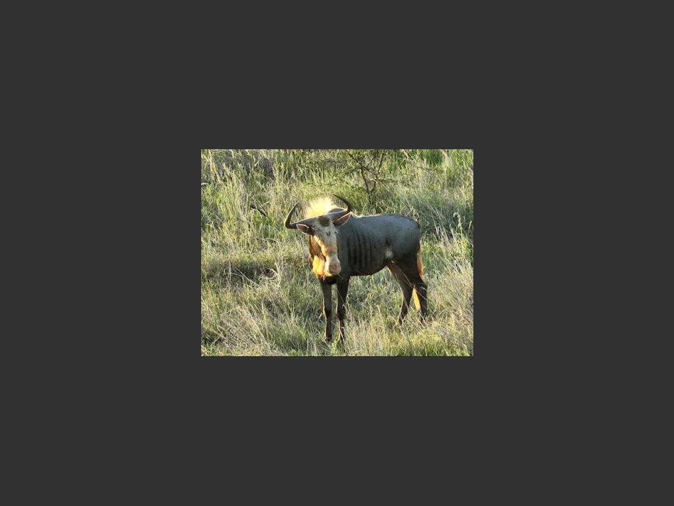 images