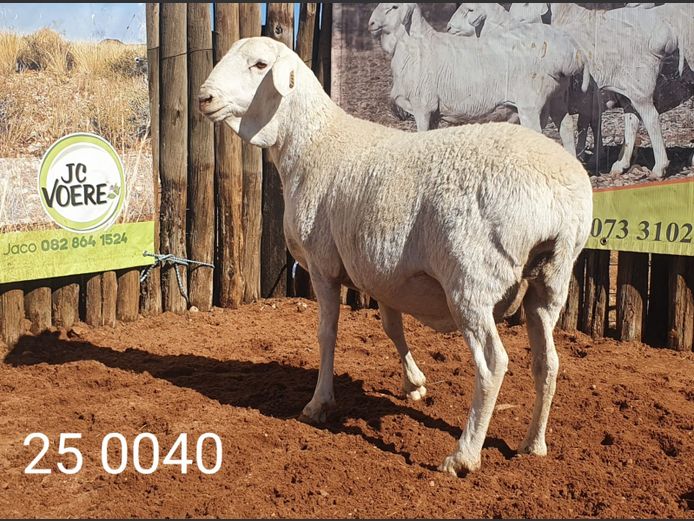 25 040 | Johan Stadler
