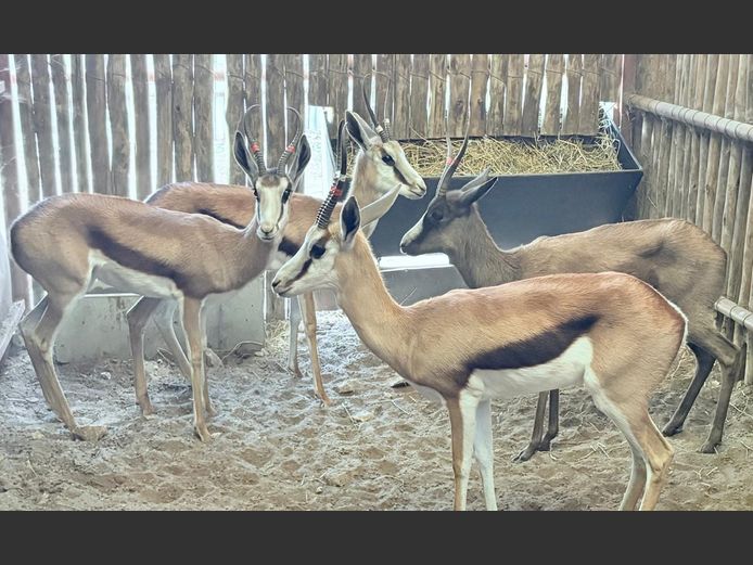 Kalahari Springbok Ooi