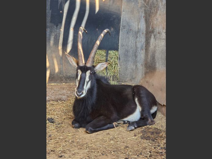 SABLE (not vat) | KOLOBE WILDLIFE