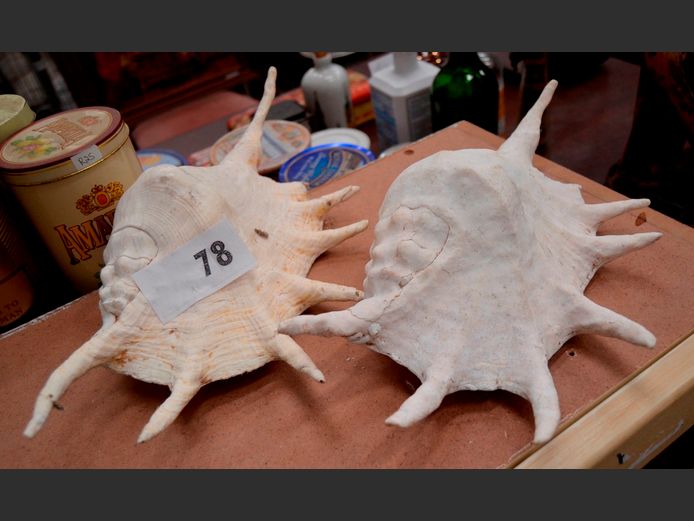 PAIR SCORPION SPIDER CONCH SHELLS, 36cm & 32cm Long
