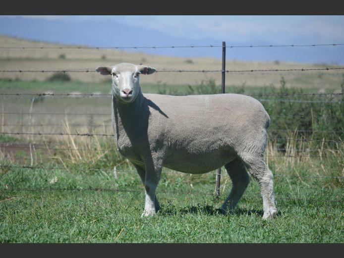 T 240182 | TWEE BROERS DORMER STOET