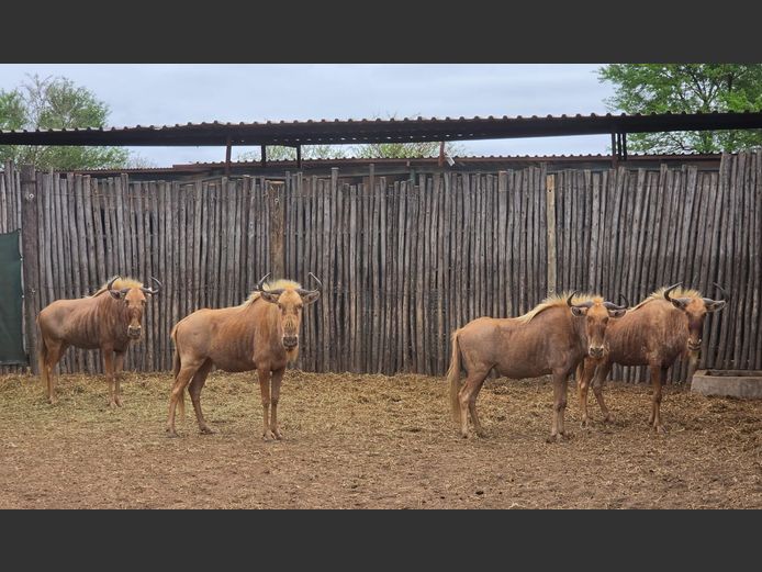 GOUE WILDEBEES | THABA BOTALA GAME