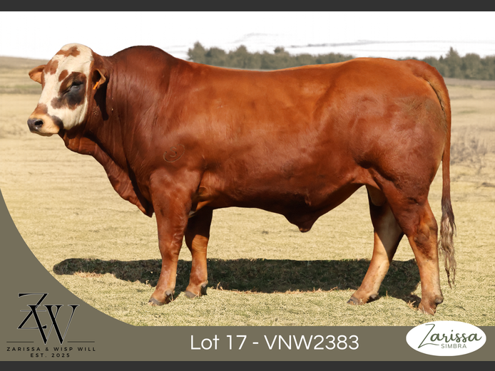VNW2383 | ZARISSA