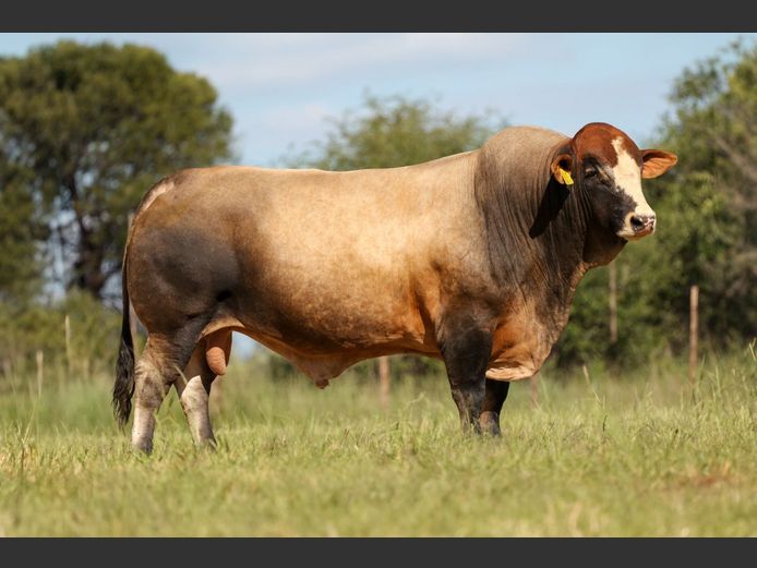 DM21583C | KAMAB SIMBRA