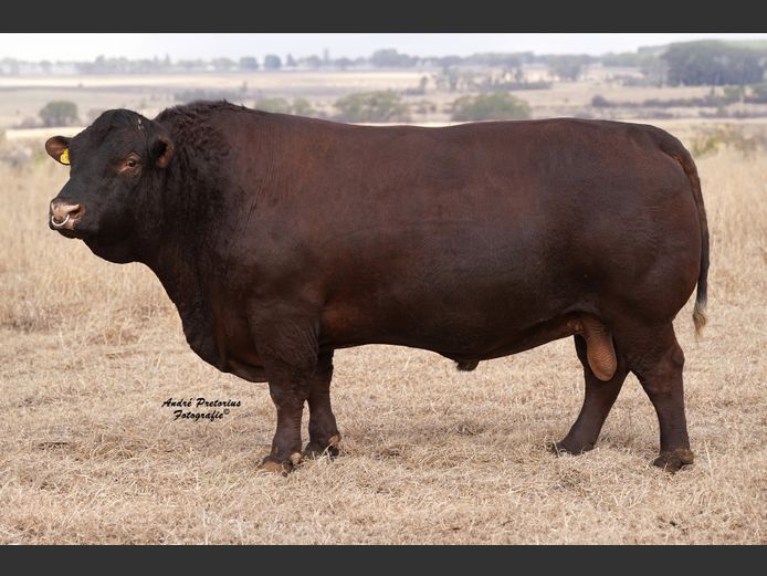 SEMEN | PSS 144900 | G.B. KEYSER