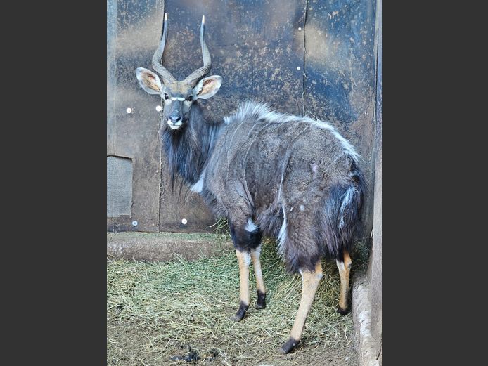 NYALA | KRUISRIVIER