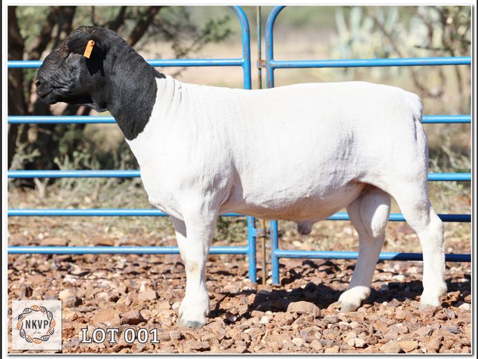 2052 24 0297 | LOUIS VAN RENSBURG, H/A LEEUPUT TRUST