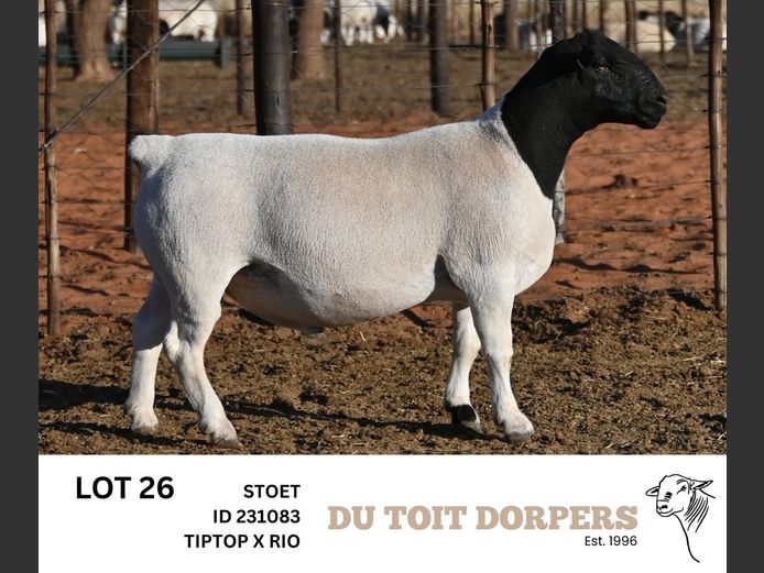 231083 | DU TOIT DORPERS