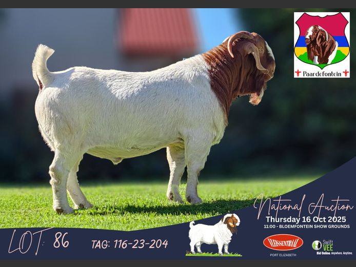 116-23-204 WOLF | SW Malan (Paardefontein)