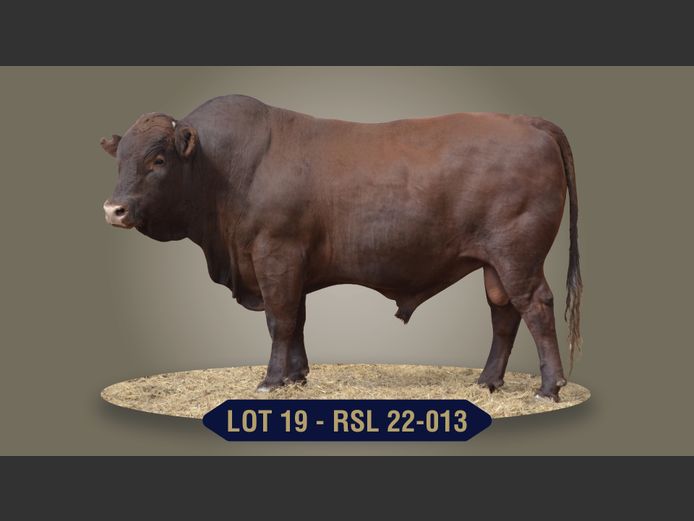 RSL220013 | RASLOU BONSMARAS