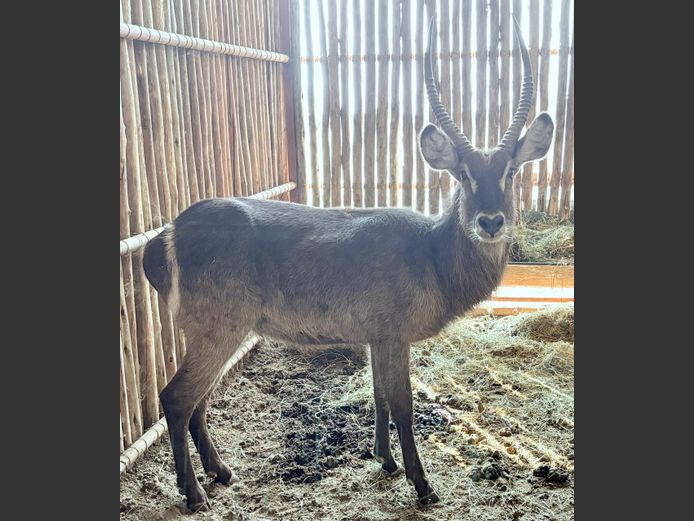 Waterbok Bul