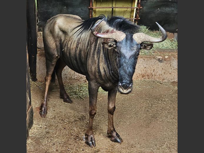 BLUE WILDEBEEST | HELICON