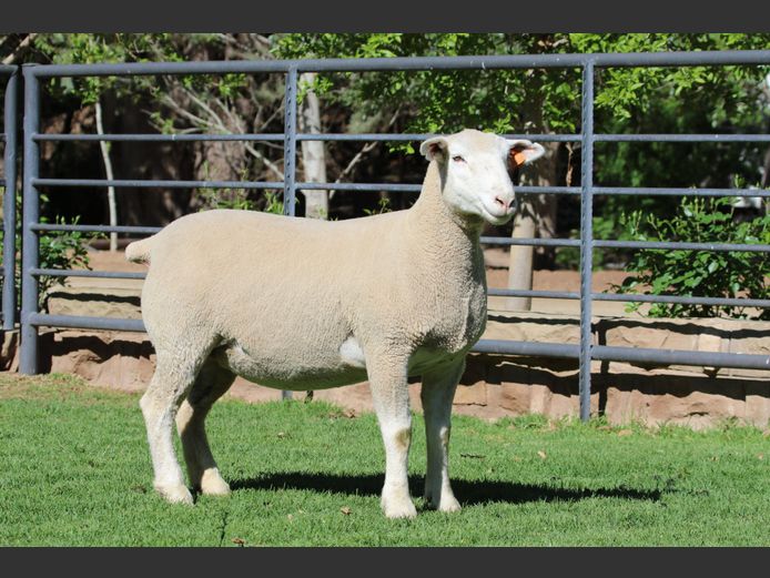 DZ 240231 | 2 STEYNS BOERDERY