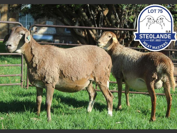 SLB24-202 | Steolande Boerdery