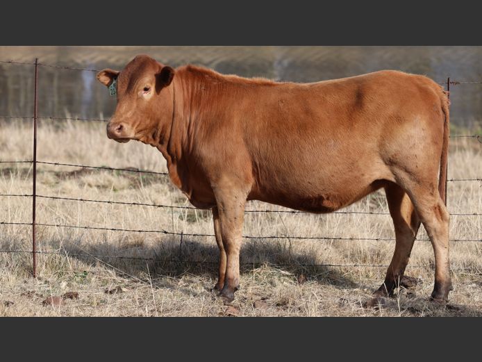 HBH 230125 | CLARK CATTLE COMPANY PTY LTD