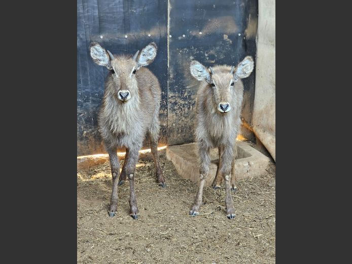 WATERBUCK | HUGOMOD