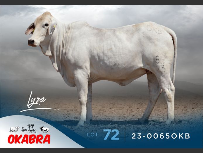23-0065OKB | OKABRA BRAHMANS