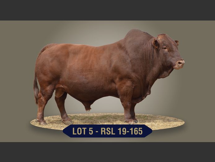 RSL190165 | RASLOU BONSMARAS