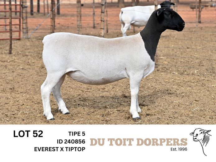 240856 | 240707 | DU TOIT DORPERS
