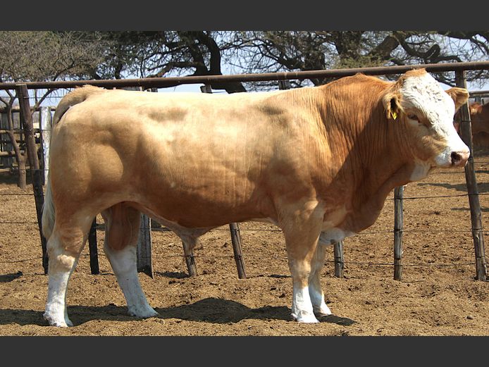 TG2293 | GUNZEL  SIMMENTALER