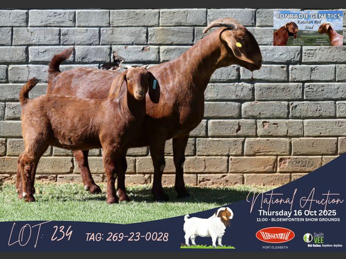 269-23-0028 | Dirk Louw (Conradie Boerbok Stoet)