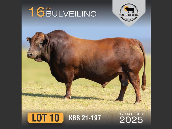 KBS 210197 | KAMEELDORING BONSMARA