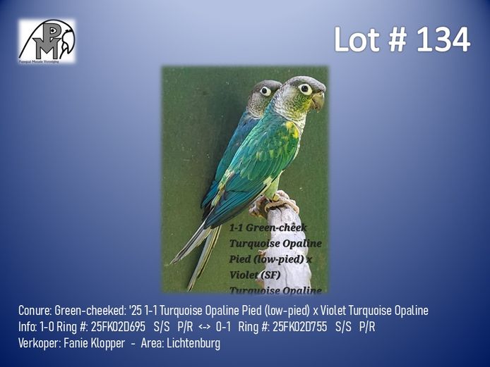 1-1 '25 Conure: Green-cheeked: Turquoise Opaline Pied (low-pied) x Violet Turquoise Opaline - Fanie Klopper