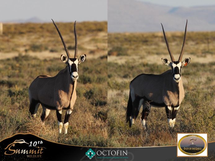 43"+ Oryx Cows