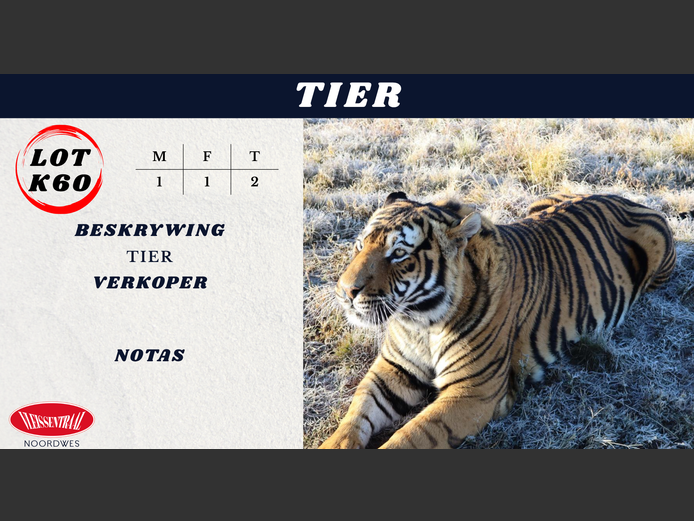 Tier