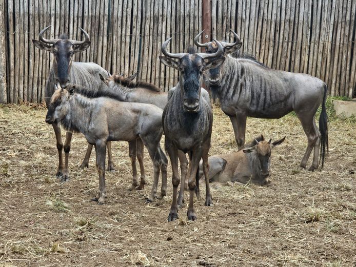 BLUE WILDEBEEST | ZEEKOEVALLEY