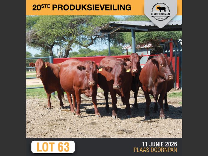 Commercial Animals | SOMERHOEK BONSMARAS