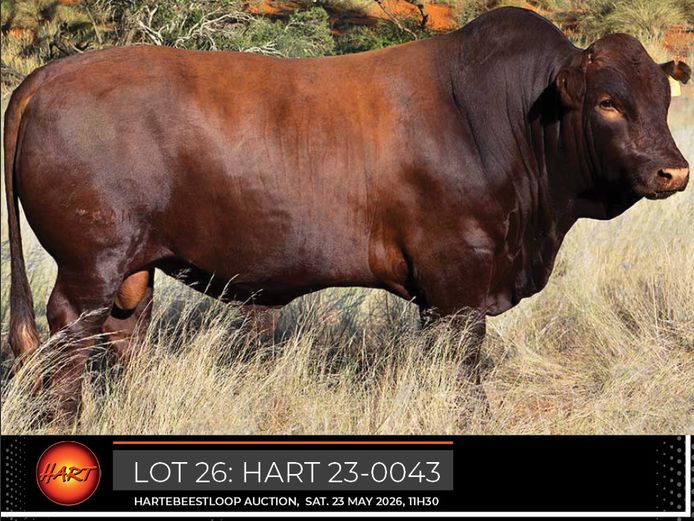HART230043HH(c) | HARTEBEESTLOOP BONSMARA