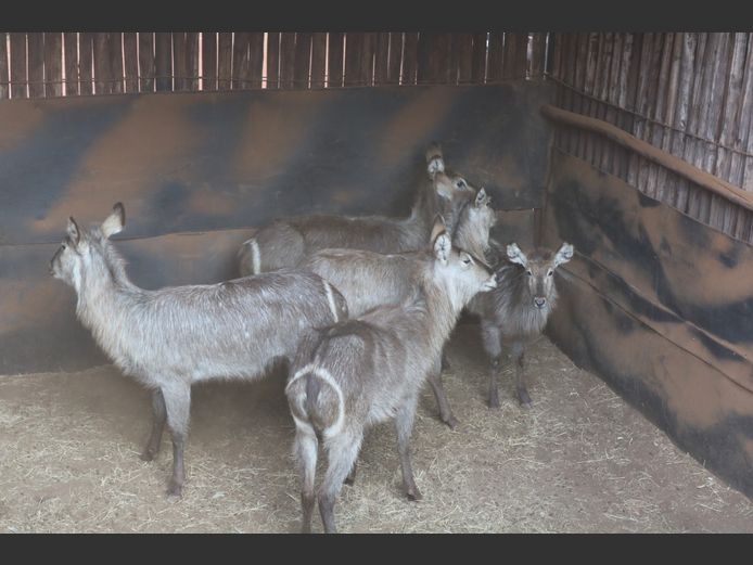 Waterbokke