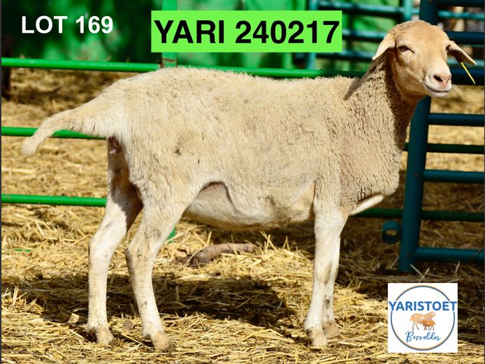 240217 | YARI STOET